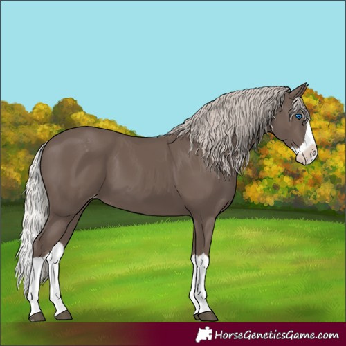 Horse Color:Silver Black Splash Appaloosa