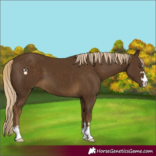 Horse Color:Chocolate Palomino 