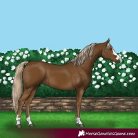 Horse Color:Chocolate Palomino 
