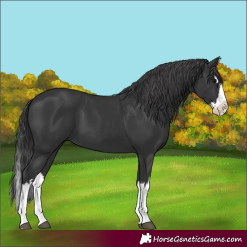 Horse Color:Black Splash