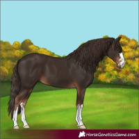Horse Color:Liver Chestnut and Liver Chestnut