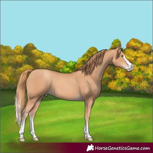 Horse Color:Gold Champagne Splash 