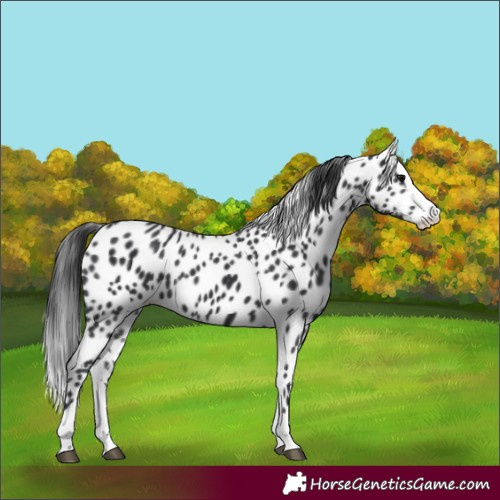 Horse Color:Black Splash Leopard