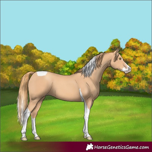 Horse Color:Gold Champagne Splash Tobiano 