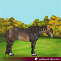 Horse Color:Buckskin 