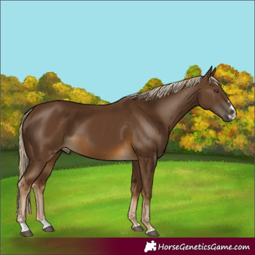 Horse Color:Chocolate Palomino 