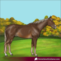 Horse Color:Chocolate Palomino