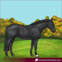 Horse Color:Black Rabicano 