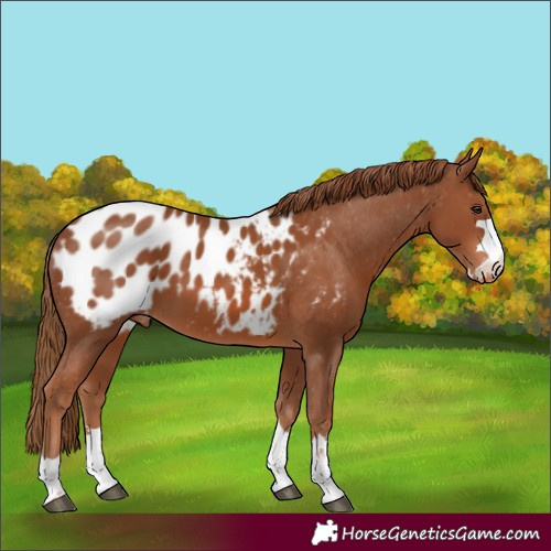Horse Color:Chestnut Appaloosa