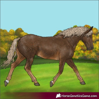 Horse Color:Chocolate Palomino 