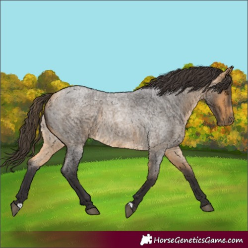 Horse Color:Buckskin Roan 