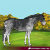 Horse Color:White Spotted Black 