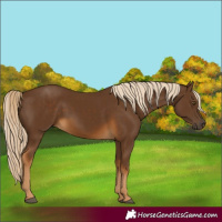 Horse Color:Chocolate Palomino 