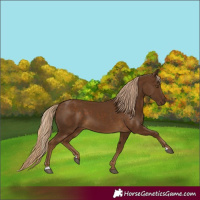 Horse Color:Chocolate Palomino 