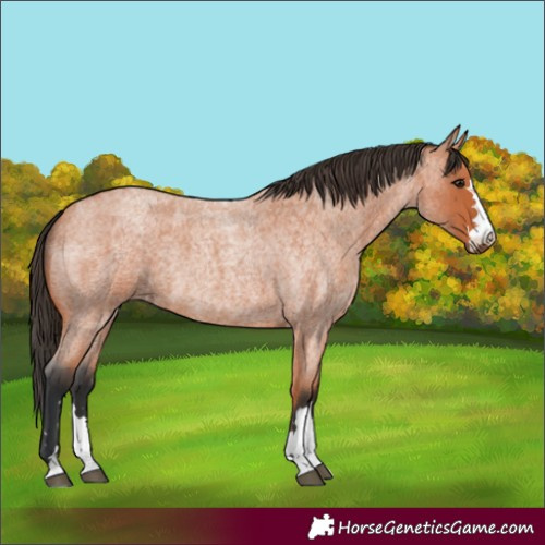 Horse Color:Bay Roan and Bay Roan