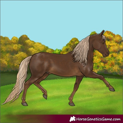 Horse Color:Chocolate Palomino 