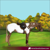 Horse Color:Chocolate Palomino Appaloosa 