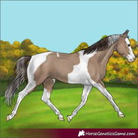 Horse Color:Classic Champagne Splash Tobiano 