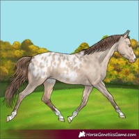 Horse Color:Amber Champagne Dun Appaloosa 