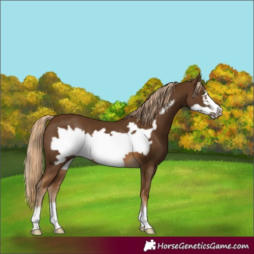 Horse Color:Chocolate Palomino Frame
