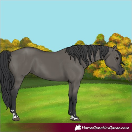 Horse Color:Grullo