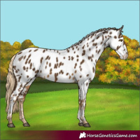 Horse Color:Chocolate Palomino Near Leopard