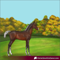Horse Color:Silver Brown Sabino Rabicano 