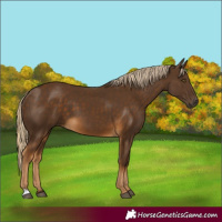 Horse Color:Chocolate Palomino 