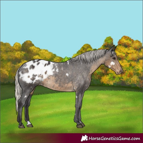 Horse Color:White Spotted Silver Smoky Black Appaloosa Rabicano 