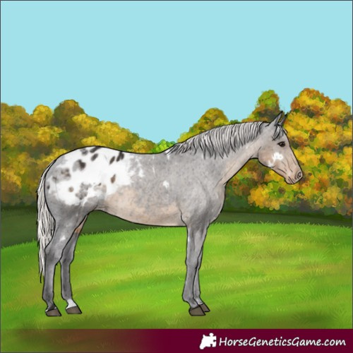 Horse Color:White Spotted Silver Smoky Black Blanket Rabicano 