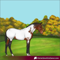 Horse Color:Brown Appaloosa 