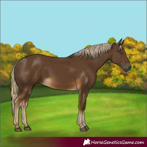 Horse Color:Chocolate Palomino 