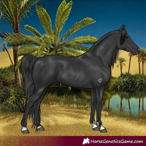 Horse Color:Black 