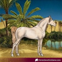Horse Color:Smoky Black Pearl