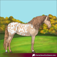 Horse Color:Red Dun Appaloosa 