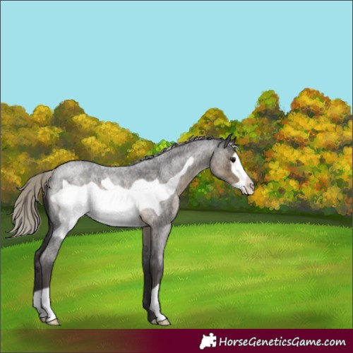 Horse Color:Silver Smoky Blue Roan Frame