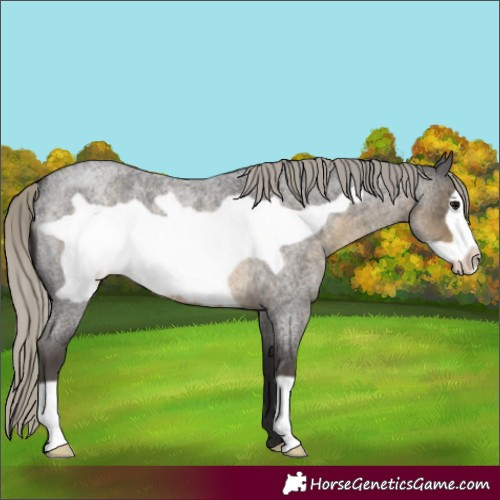 Horse Color:Silver Smoky Blue Roan Frame 