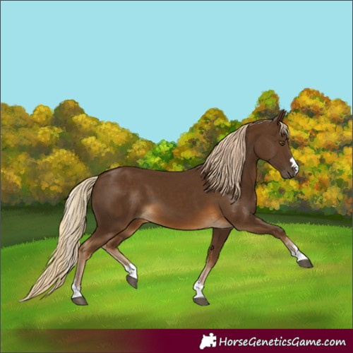 Horse Color:Chocolate Palomino 