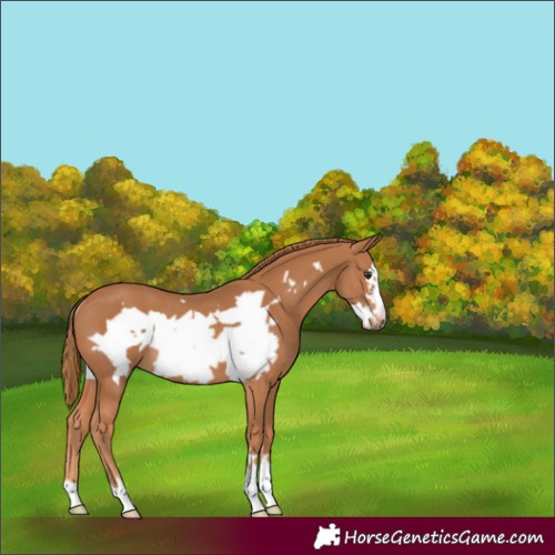 Horse Color:Chestnut Frame Rabicano 