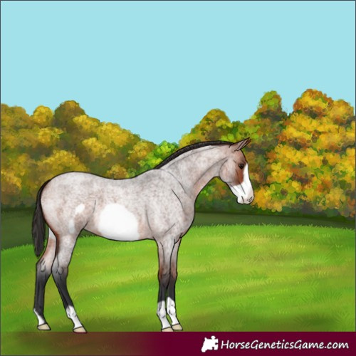 Horse Color:Bay Roan Frame 