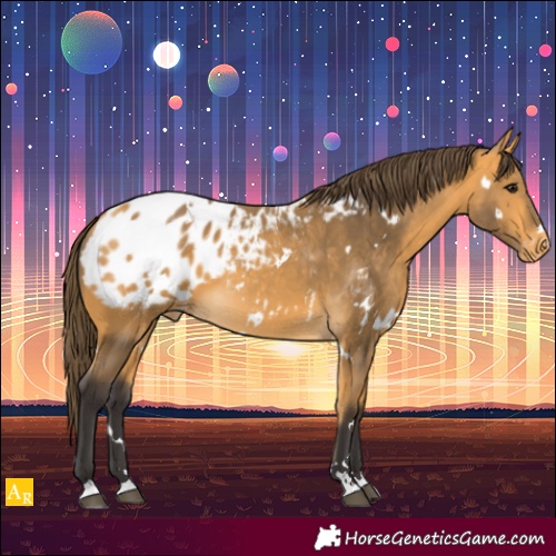 Horse Color:White Spotted Buckskin Appaloosa 
