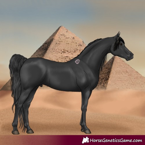 Horse Color:Black 
