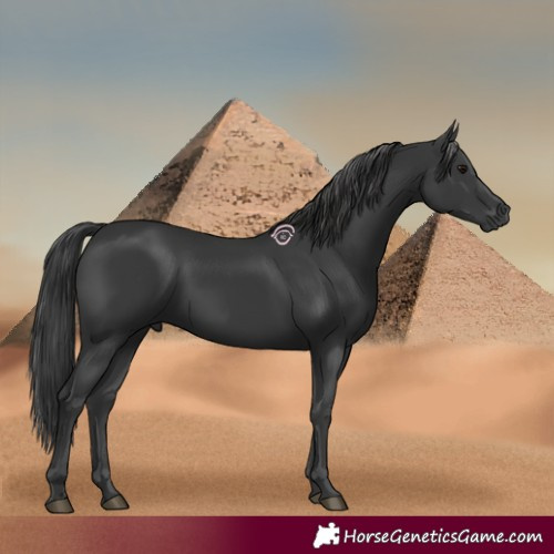 Horse Color:Black 