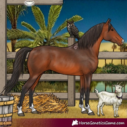 Horse Color:Bay 