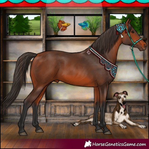 Horse Color:Bay 