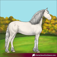 Horse Color:Cremello Dun Tobiano