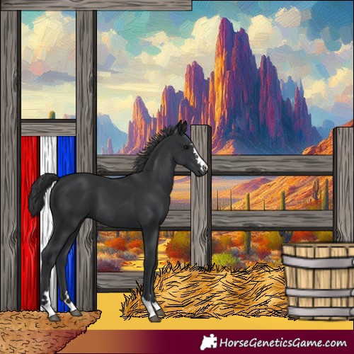 Horse Color:Black 