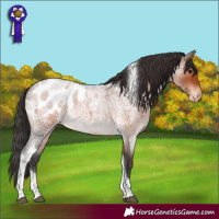 Horse Color:Brown Roan Tobiano Blanket Rabicano