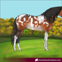 Horse Color:Bay Tobiano Appaloosa Rabicano