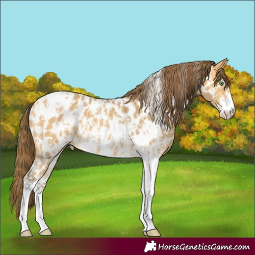 Horse Color:Amber Cream Champagne Sabino Tobiano Appaloosa and Amber Cream Champagne Sabino Tobiano Appaloosa